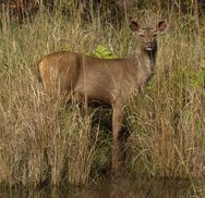 Bandhavgarh