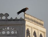 udaipur