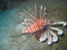 lionfish