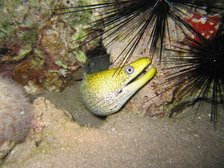 moray eel