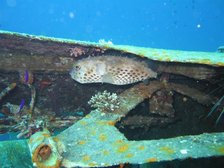 Porcupine fish