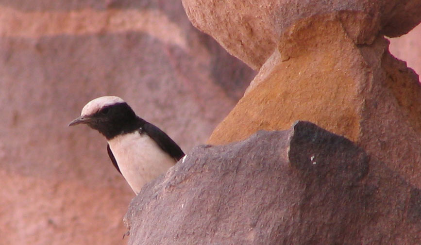 Mourning Wheatear