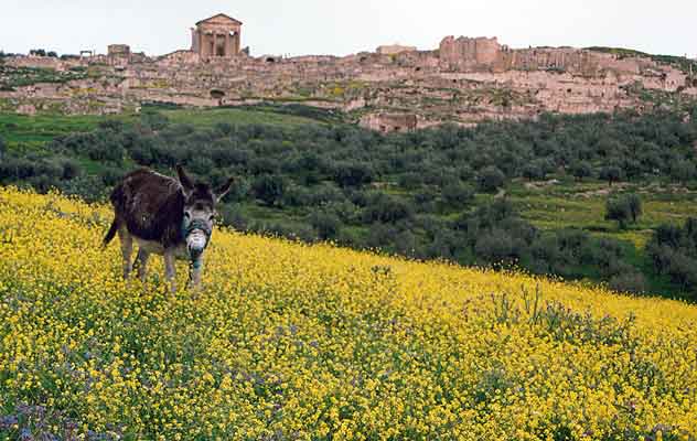 Dougga
