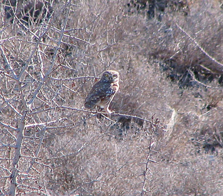 little owl