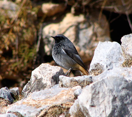 black redstart