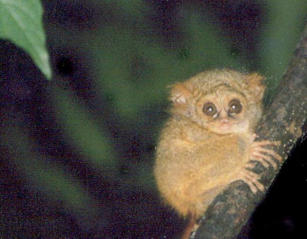 tarsier