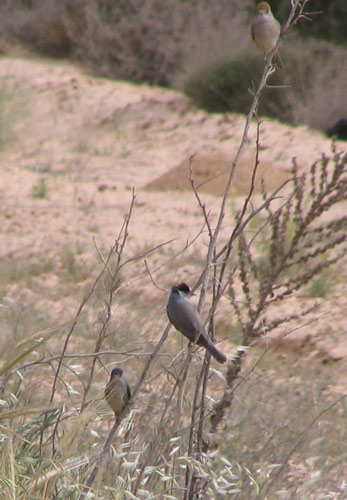 Blackcaps