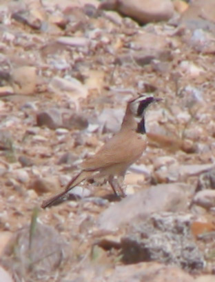 Temnick's Horned Lark