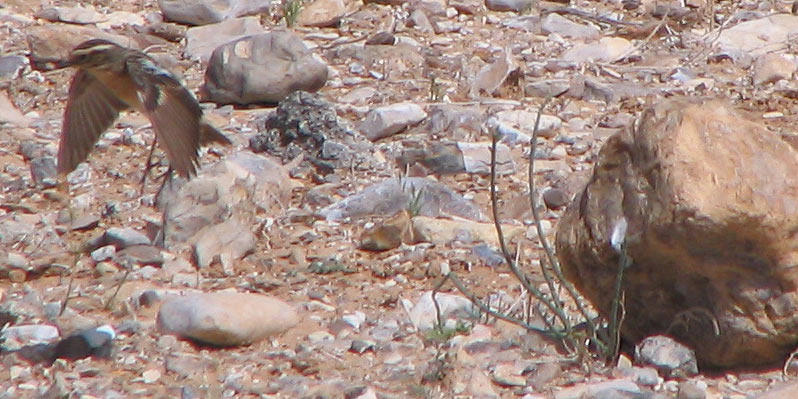 Isabelline wheatear