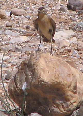 Isabelline wheatear