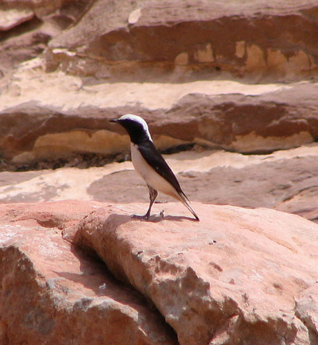 Mourning Wheatear