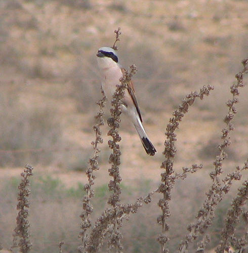 Redbacked Shrike