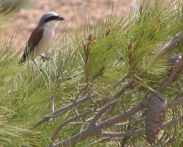 Redbacked Shrike