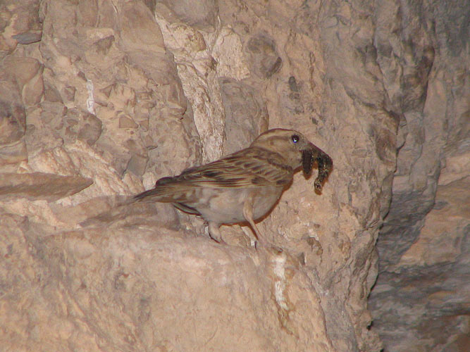 Rock Sparrow