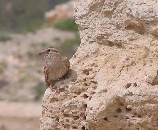 Rock Sparrow