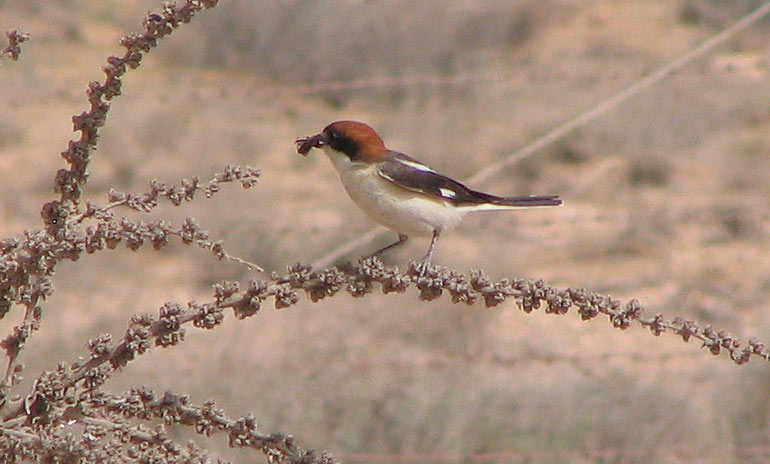 Woodchat Shrike