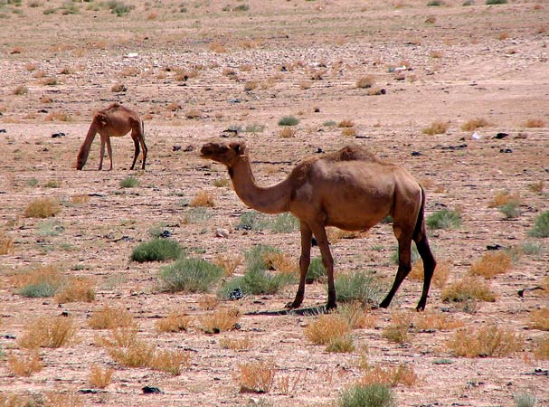 camels