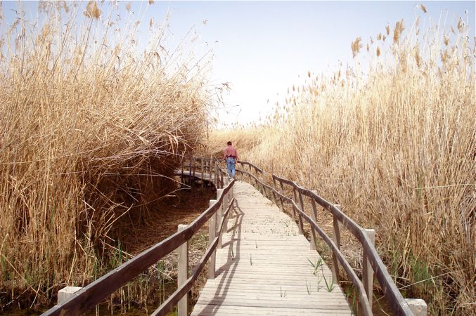 Azraq Wetlands