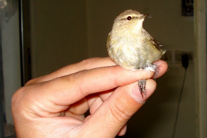 chiff chaff