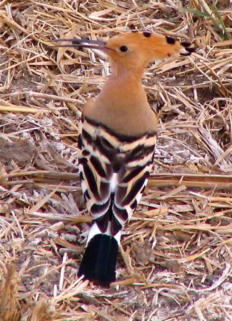 Hoopoe