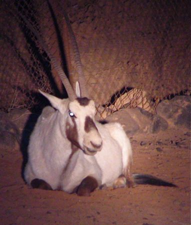 Arabian Oryx