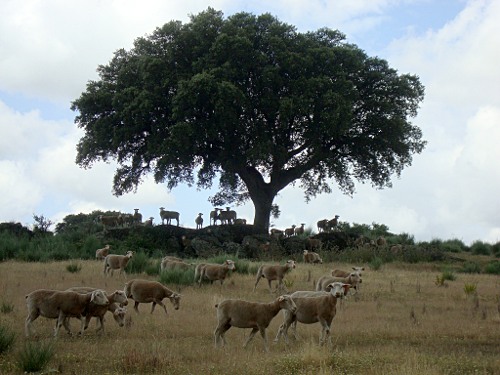 sheep at the dolmens