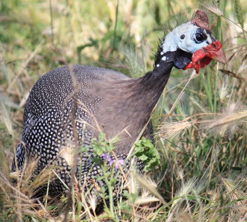 Guineafowl