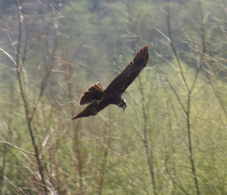 Marsh Harrier