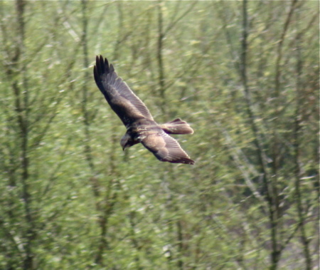 Marsh Harrier