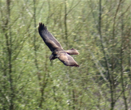 Marsh Harrier