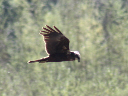 Marsh Harrier