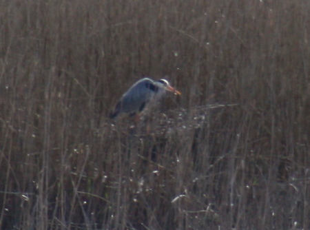 Grey Heron