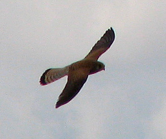 kestrel at seville cathedral