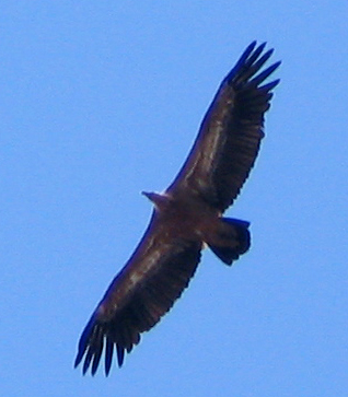 vulture