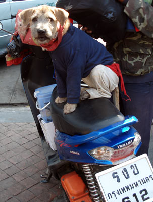 dog on bike