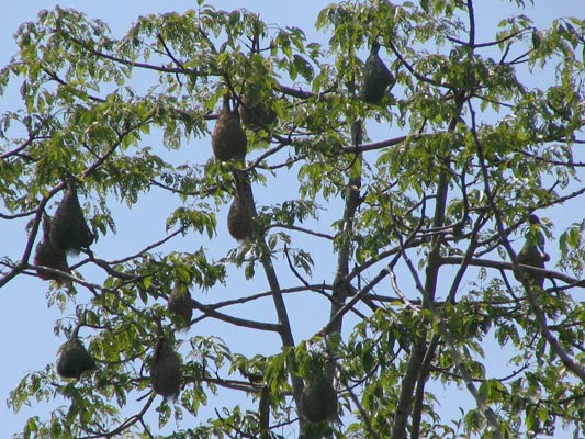 Weaver Bird Nests