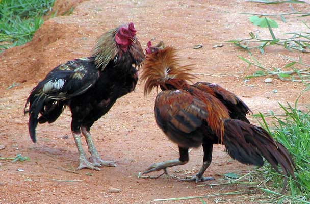 Fighting Cocks