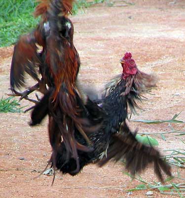 Fighting Cocks