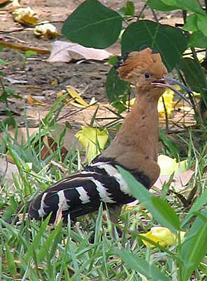 Hoopoe