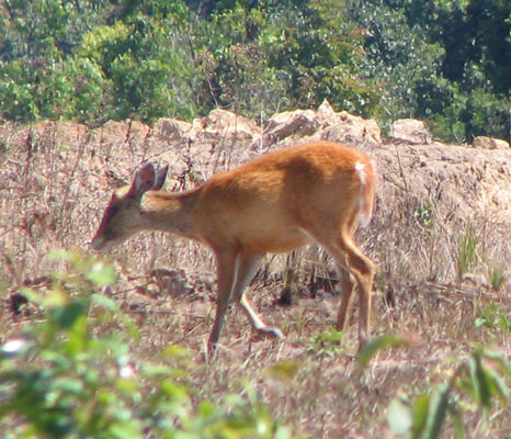 barking deer