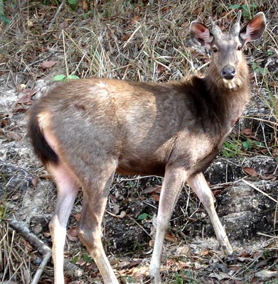 sambar deer