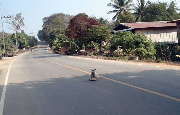 dog in the road