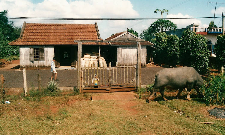 coffee drying