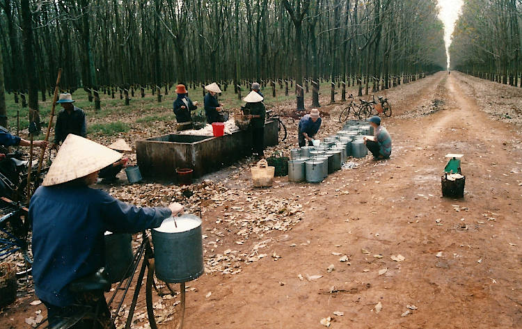 rubber tappers