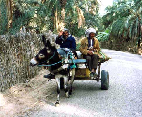 Tozeur donkey cart