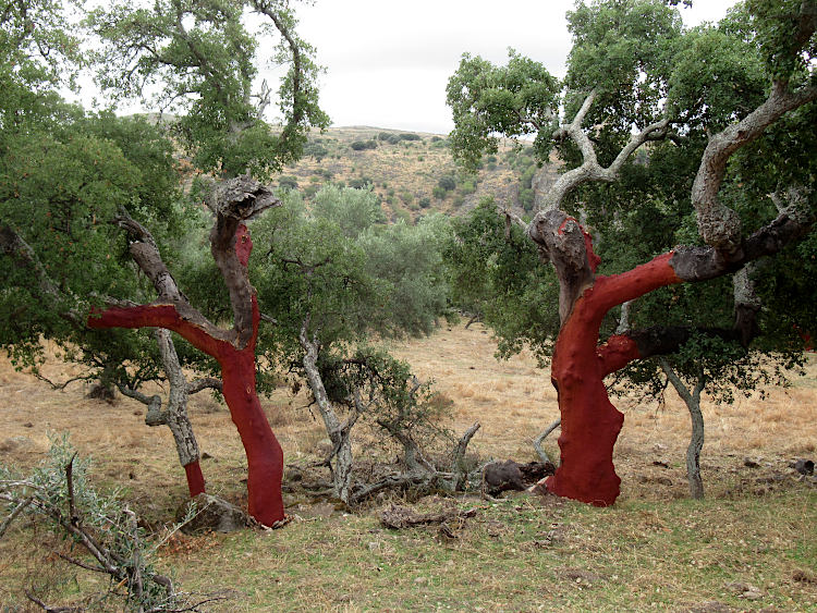 cork oaks