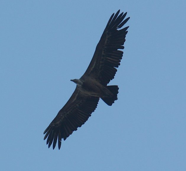 griffon vulture