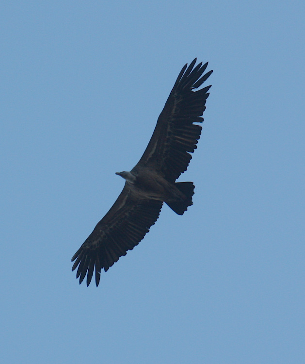 griffon vulture