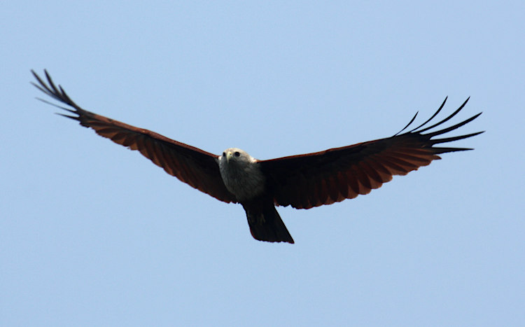 Brahminy kite