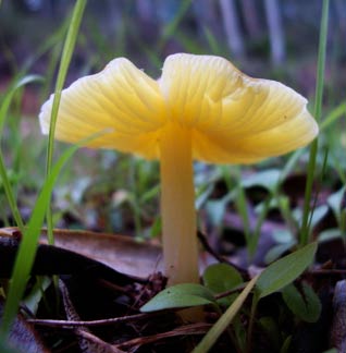 butter waxcap